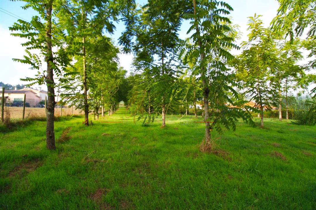 Terreno para Venda em Oliveira do Bairro Foto 10
