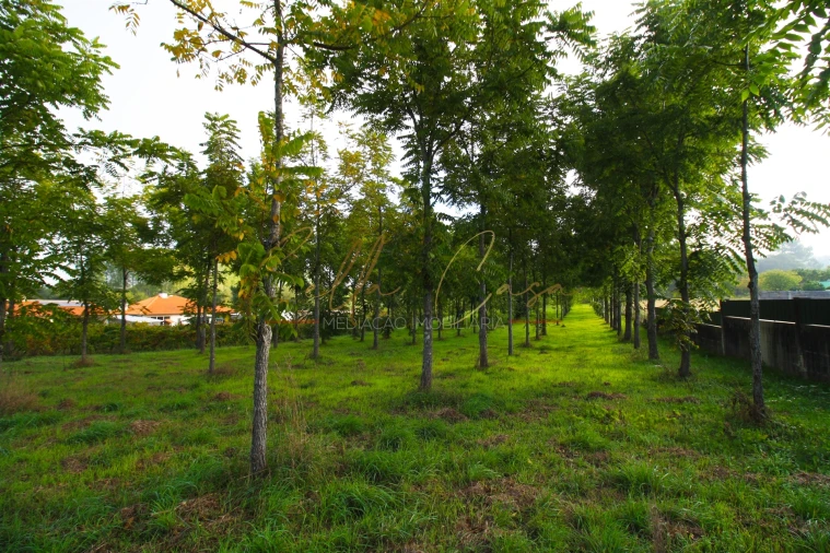 Terreno para Venda em Oliveira do Bairro Foto 9