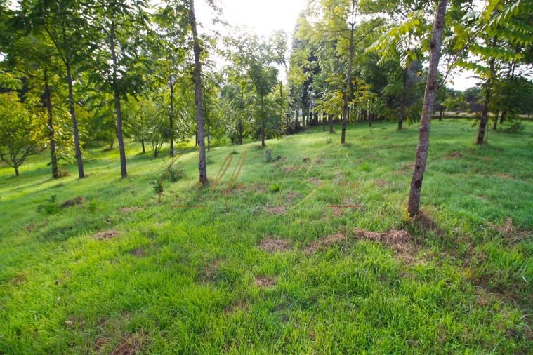 Terreno para Venda em Oliveira do Bairro Foto 6