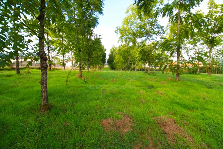 Terreno para Venda em Oliveira do Bairro Foto 7