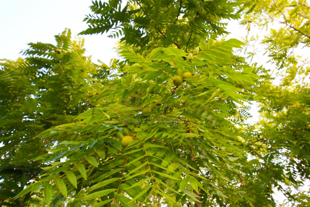 Terreno para Venda em Oliveira do Bairro Foto 11