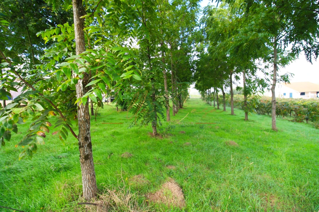 Terreno para Venda em Oliveira do Bairro Foto 5