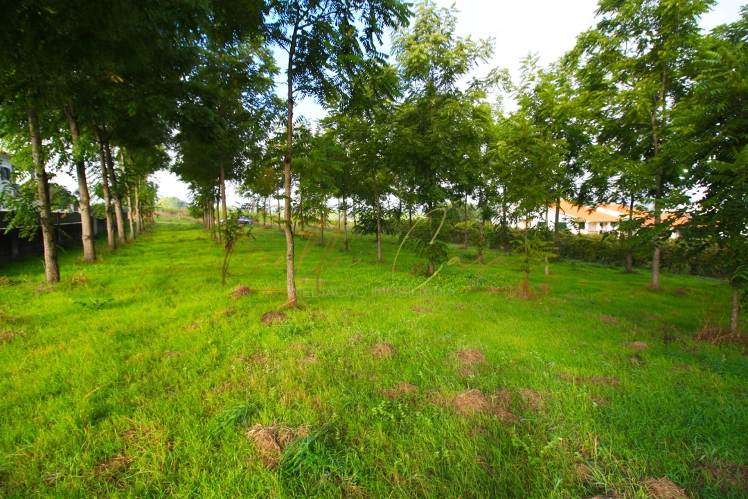 Terreno para Venda em Oliveira do Bairro Foto 8