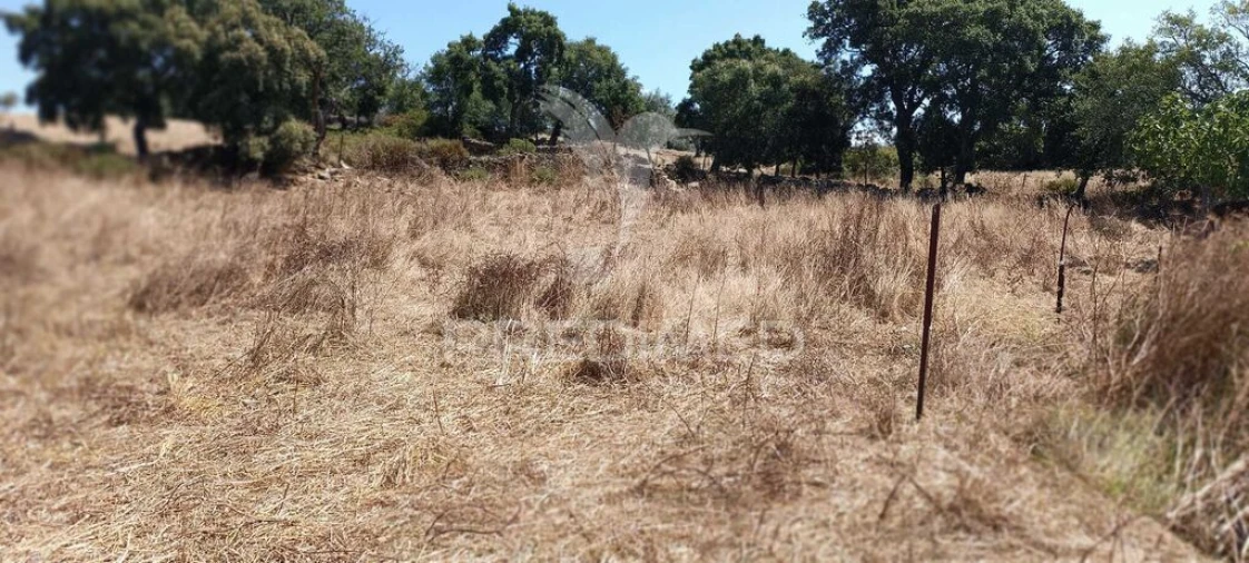 Terreno para Venda em Montalvão Foto 15