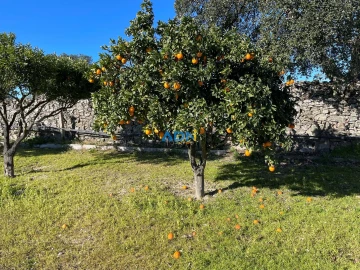 Terreno para Venda em Alcains