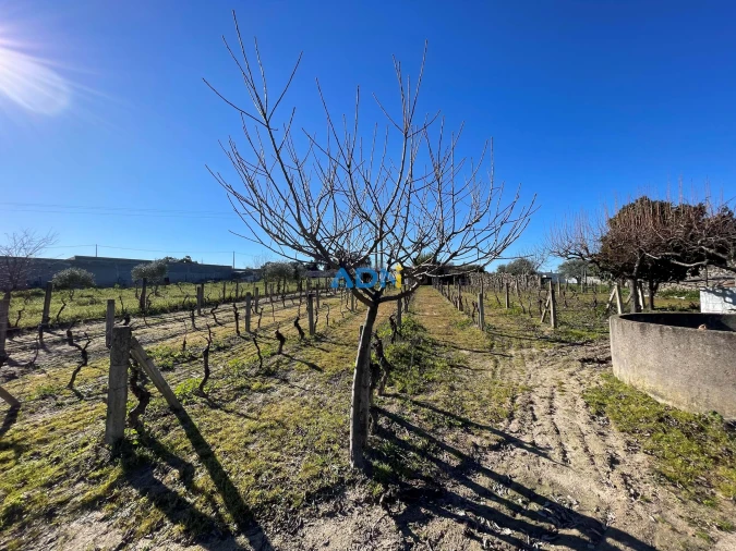 Terreno para Venda em Alcains Foto 6