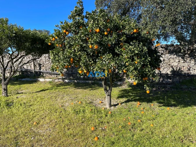 Terreno para Venda em Alcains Foto 4