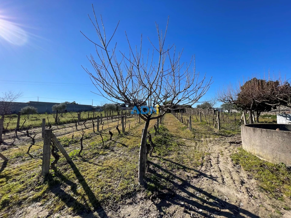 Terreno para Venda em Alcains Foto 6