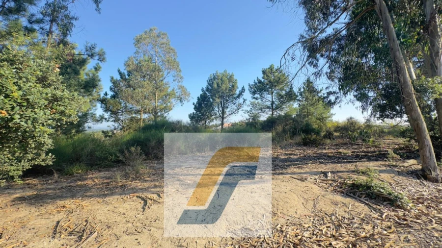 Terreno para Venda em Bombarral e Vale Covo Foto 11
