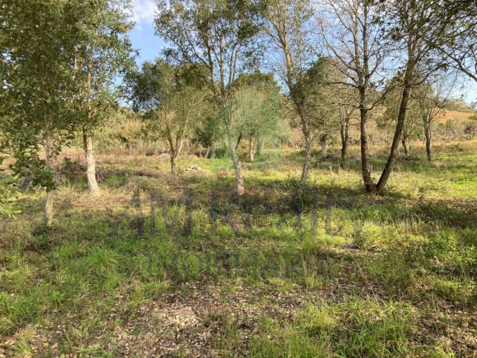 Terreno para Venda em Roliça Foto 4