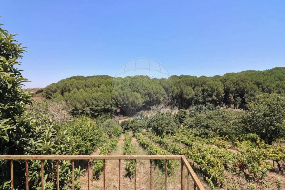 Quinta T3 para Venda em Alenquer (Santo Estêvão e Triana) Foto 3