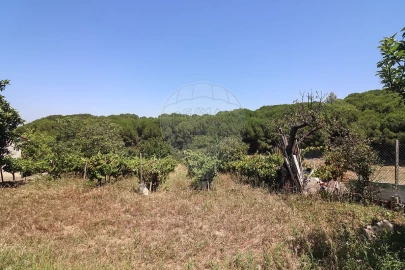Quinta T3 para Venda em Alenquer (Santo Estêvão e Triana)