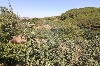 Quinta T3 para Venda em Alenquer (Santo Estêvão e Triana)