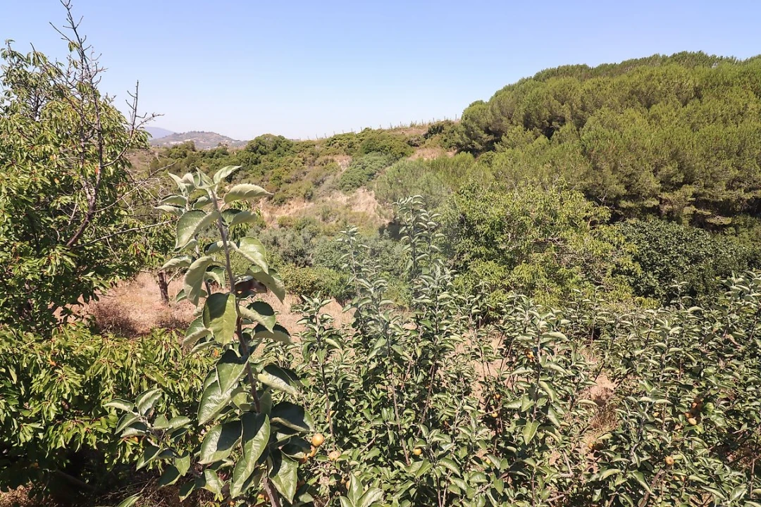 Quinta T3 para Venda em Alenquer (Santo Estêvão e Triana) Foto 28