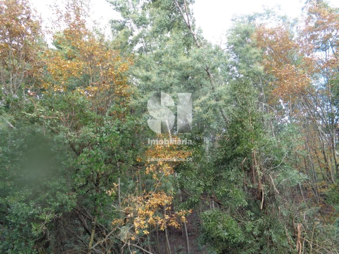 Terreno para Venda em Lousã e Vilarinho Foto 12