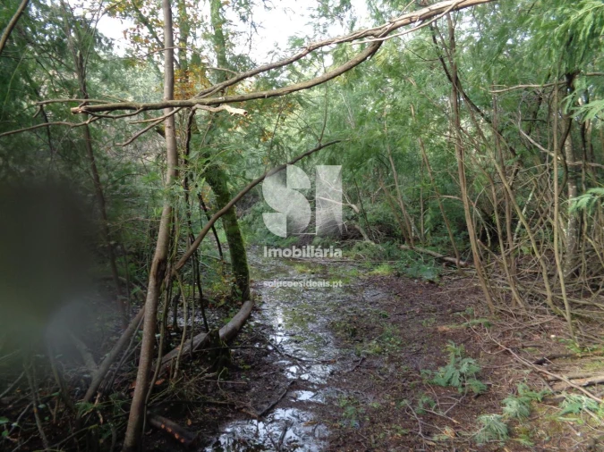 Terreno para Venda em Lousã e Vilarinho Foto 13