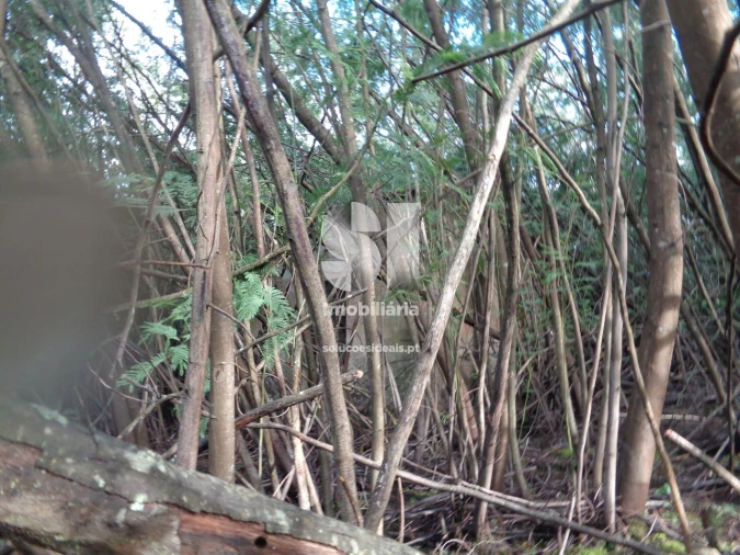 Terreno para Venda em Lousã e Vilarinho Foto 14