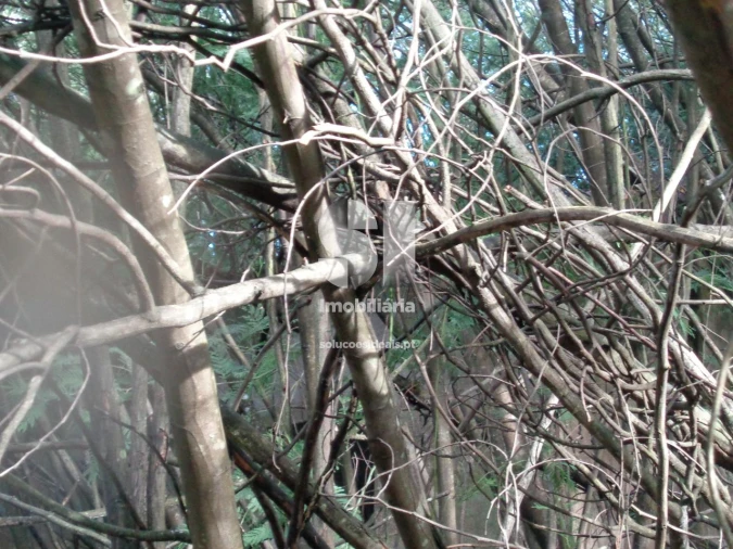 Terreno para Venda em Lousã e Vilarinho Foto 15