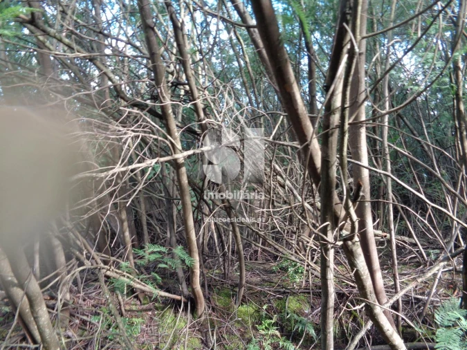 Terreno para Venda em Lousã e Vilarinho Foto 16