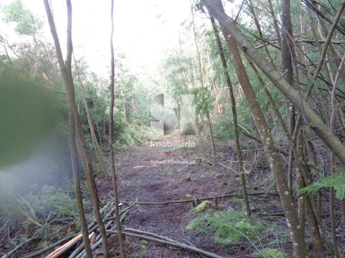 Terreno para Venda em Lousã e Vilarinho Foto 19