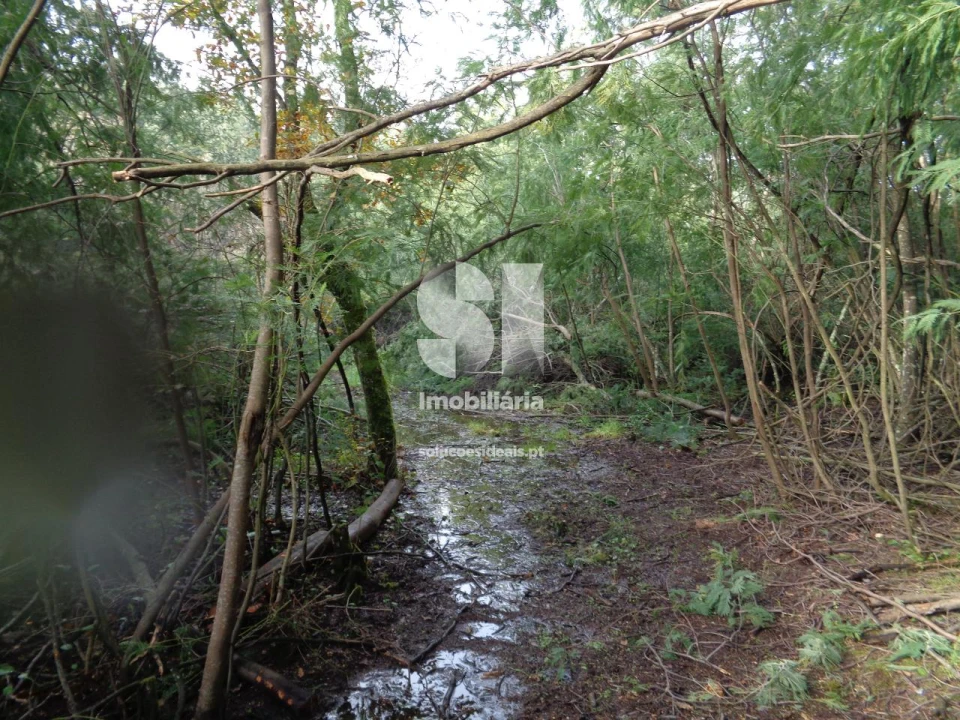 Terreno para Venda em Lousã e Vilarinho Foto 13