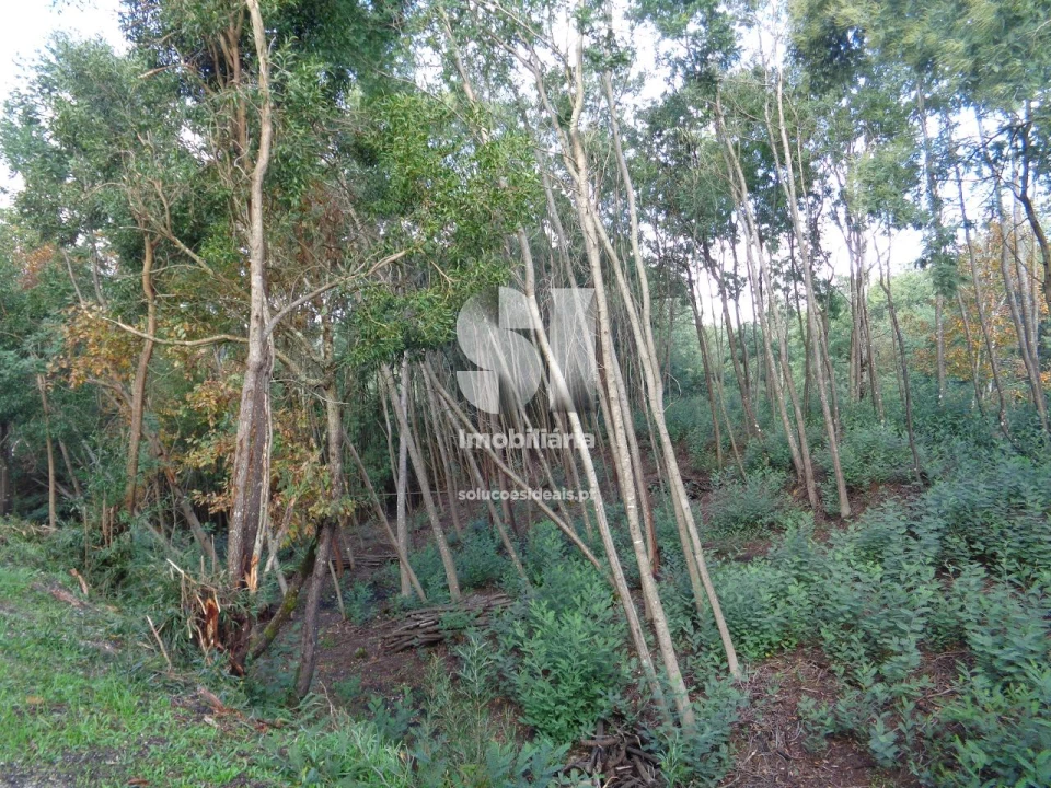 Terreno para Venda em Lousã e Vilarinho Foto 23