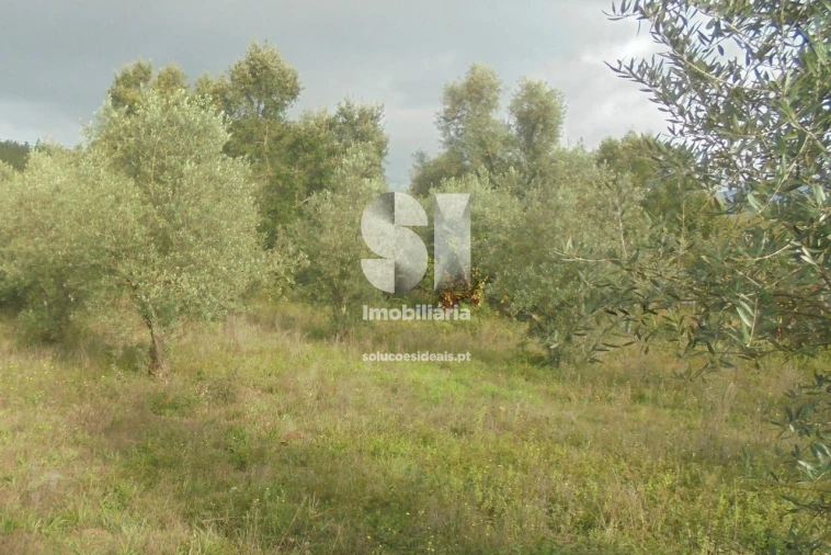 Terreno para Venda em Lousã e Vilarinho Foto 5