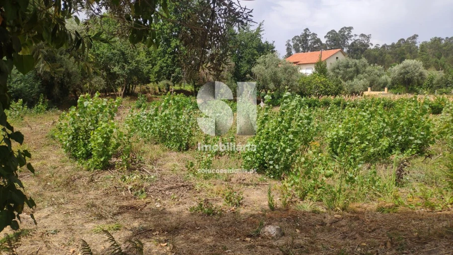 Terreno para Venda em Penacova Foto 5