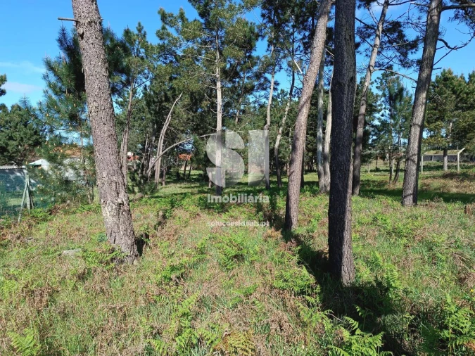 Terreno para Venda em Vieira de Leiria Foto 8