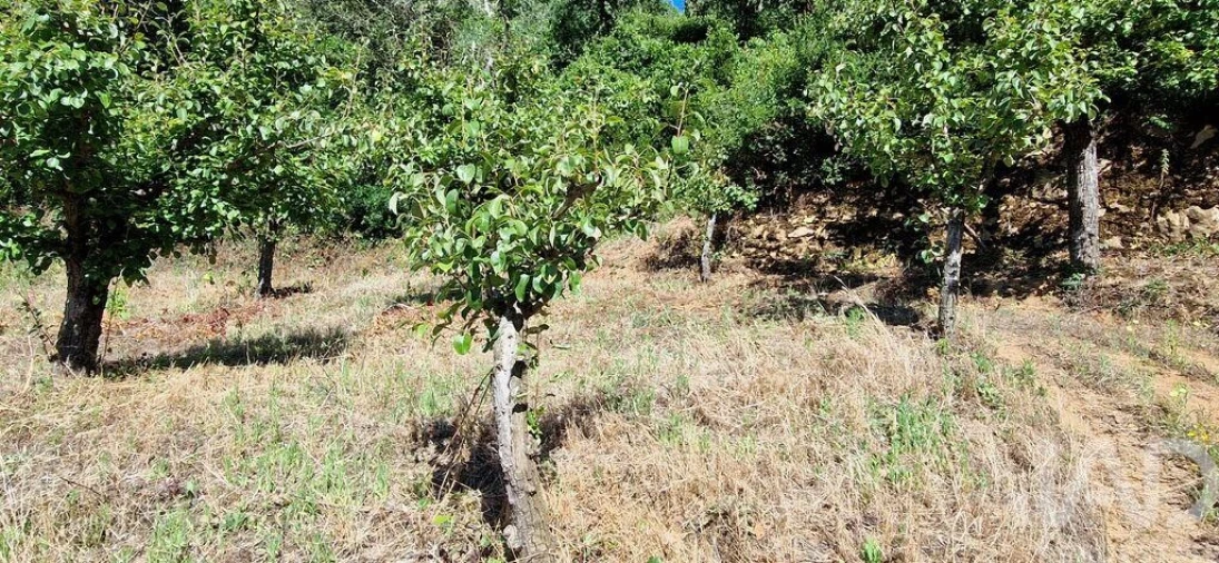 Terreno para Venda em Azueira e Sobral da Abelheira Foto 13