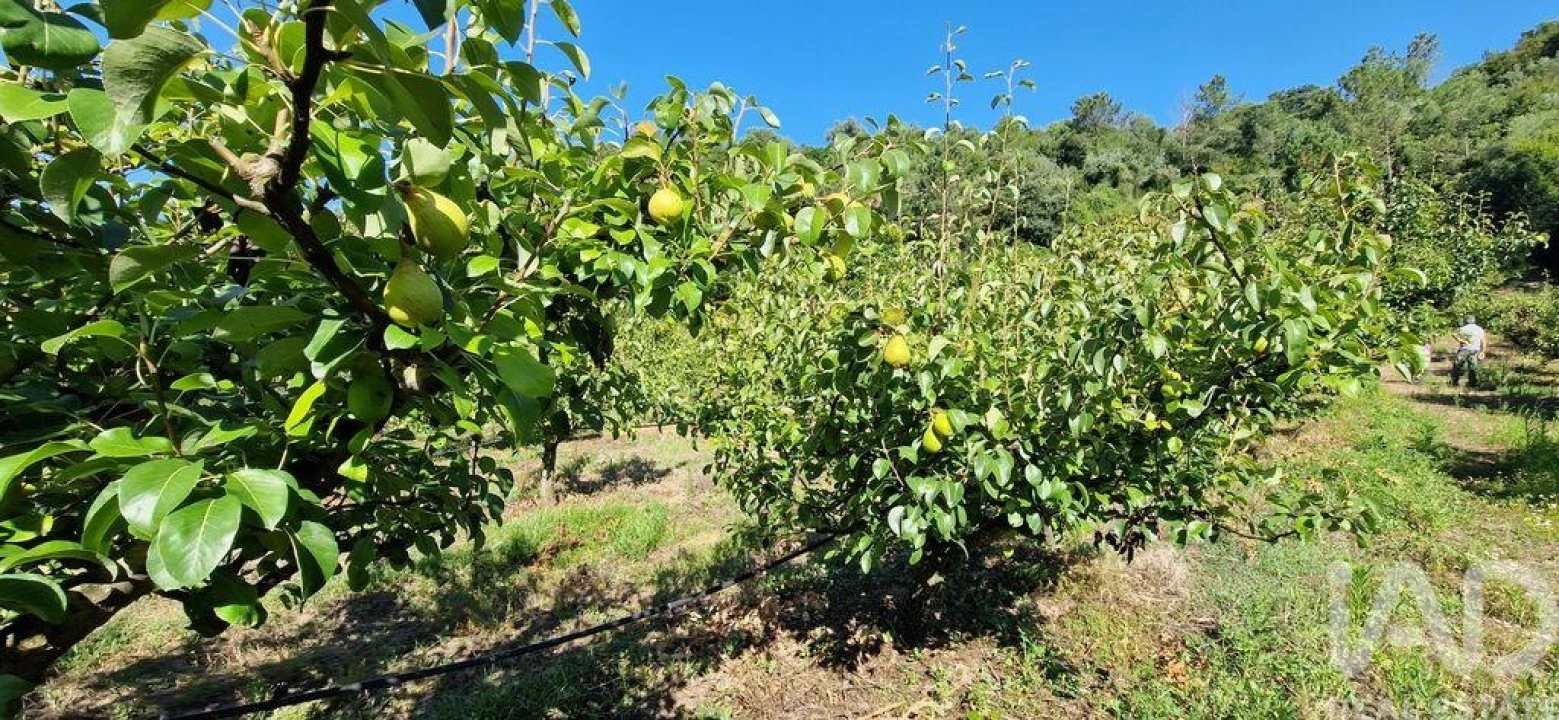 Terreno para Venda em Azueira e Sobral da Abelheira Foto 25