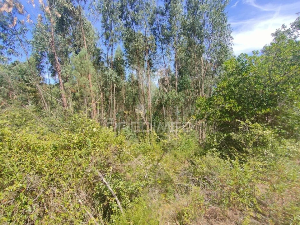 Terreno para Venda em Asseiceira Foto 3