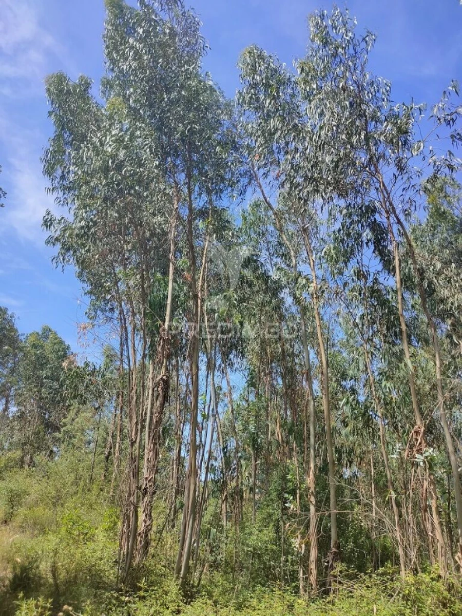Terreno para Venda em Asseiceira Foto 7
