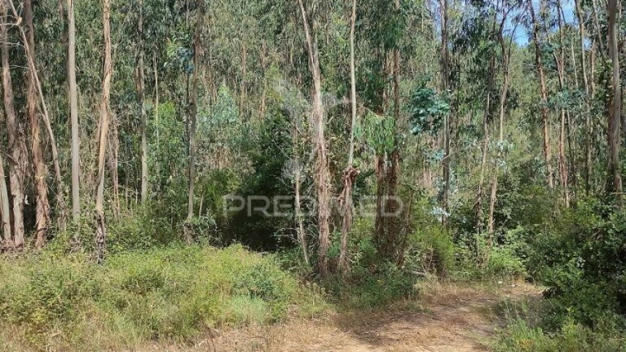 Terreno para Venda em Asseiceira