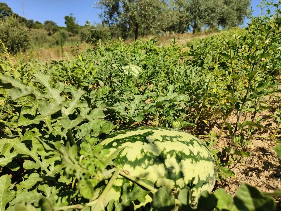 Quinta T4 para Venda em Escalos de Cima e Lousa Foto 46