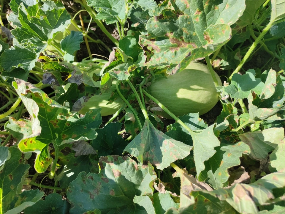 Quinta T4 para Venda em Escalos de Cima e Lousa Foto 47