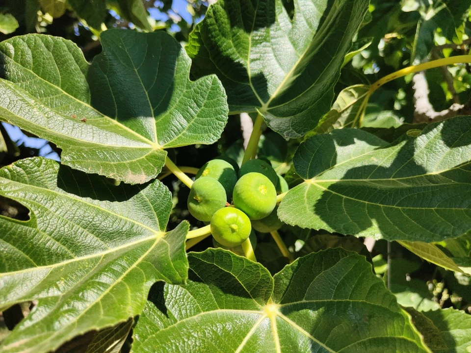 Quinta T4 para Venda em Escalos de Cima e Lousa Foto 51