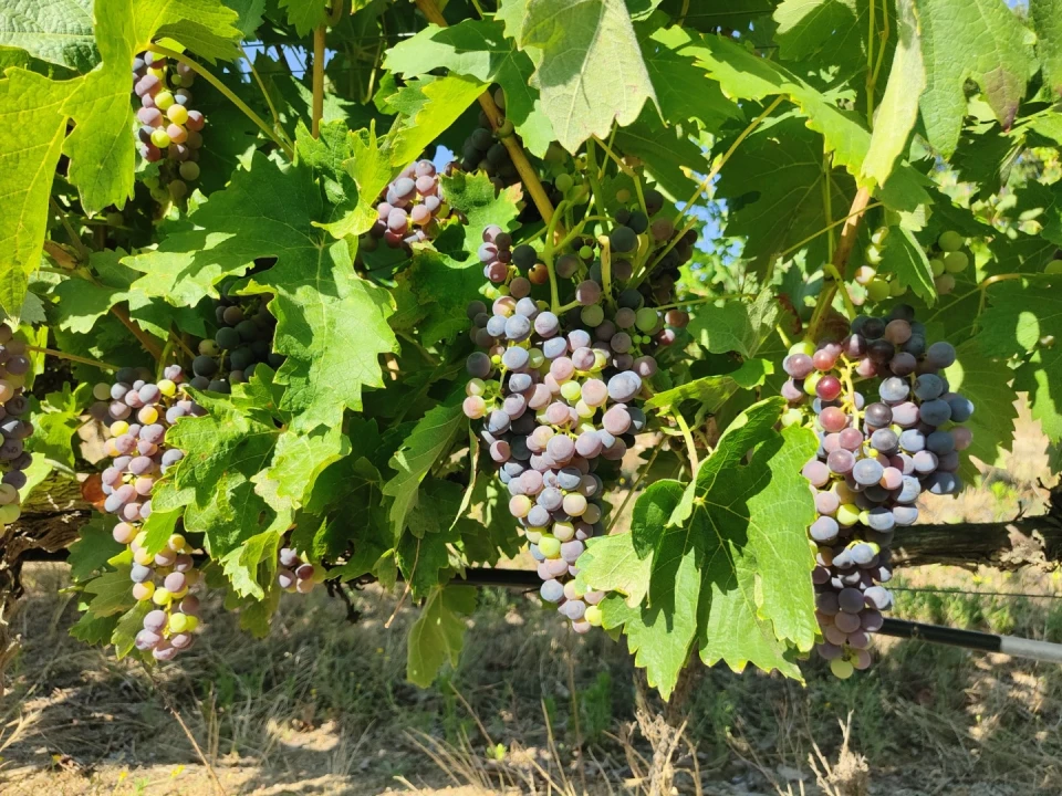 Quinta T4 para Venda em Escalos de Cima e Lousa Foto 41