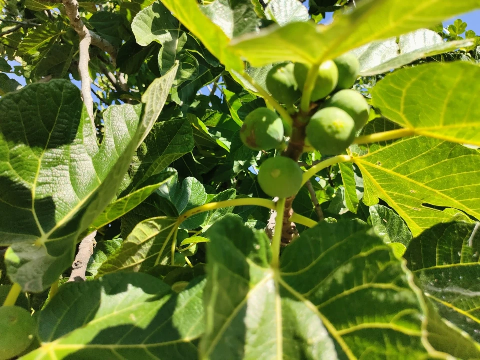 Quinta T4 para Venda em Escalos de Cima e Lousa Foto 54