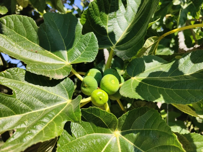 Quinta T4 para Venda em Escalos de Cima e Lousa Foto 51