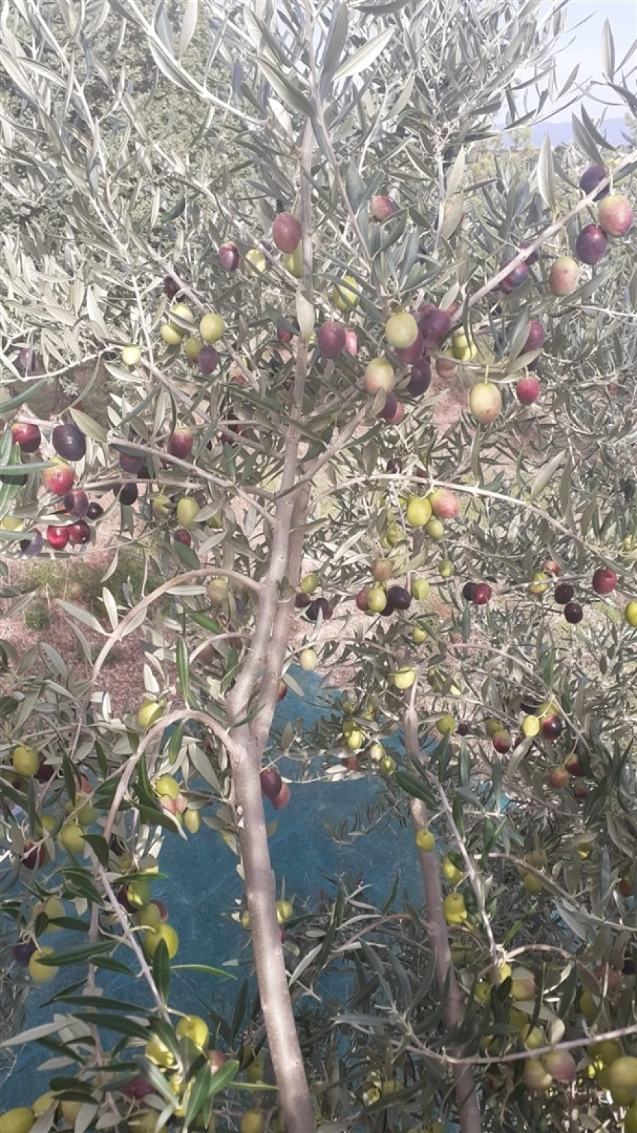 Quinta T4 para Venda em Escalos de Cima e Lousa Foto 59