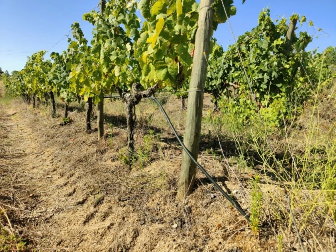 Quinta T4 para Venda em Escalos de Cima e Lousa Foto 37