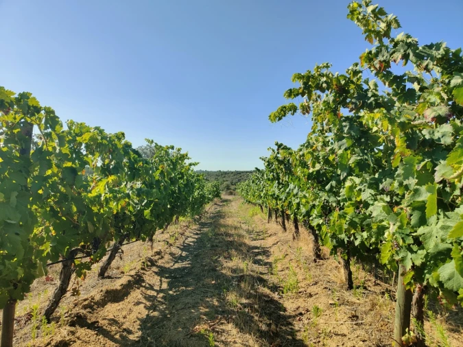 Quinta T4 para Venda em Escalos de Cima e Lousa Foto 40