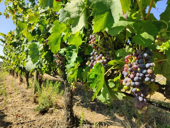 Quinta T4 para Venda em Escalos de Cima e Lousa Foto 42