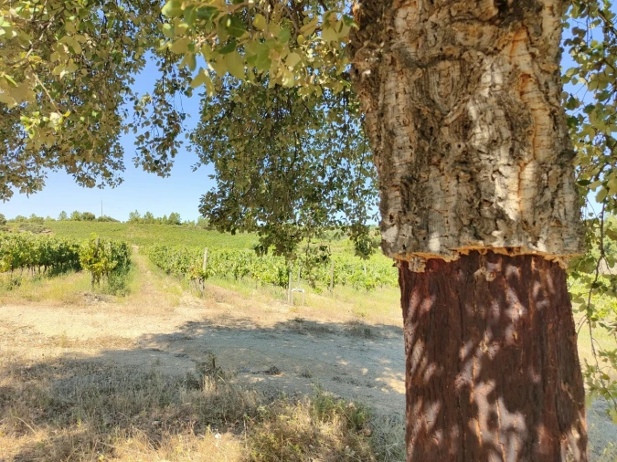 Quinta T4 para Venda em Escalos de Cima e Lousa Foto 52