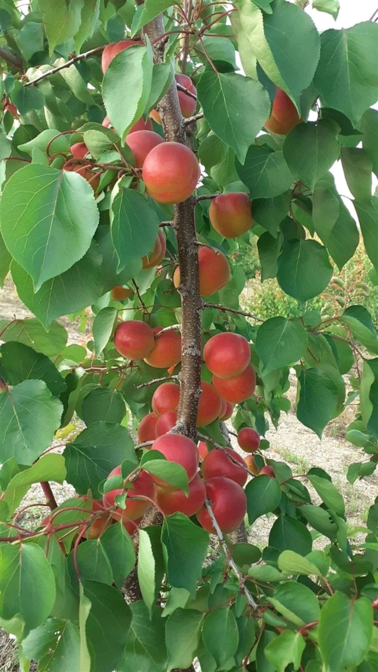 Quinta T4 para Venda em Escalos de Cima e Lousa Foto 55
