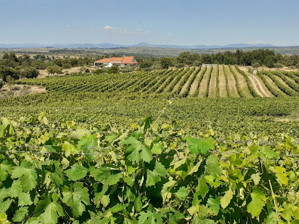 Quinta T4 para Venda em Escalos de Cima e Lousa Foto 38
