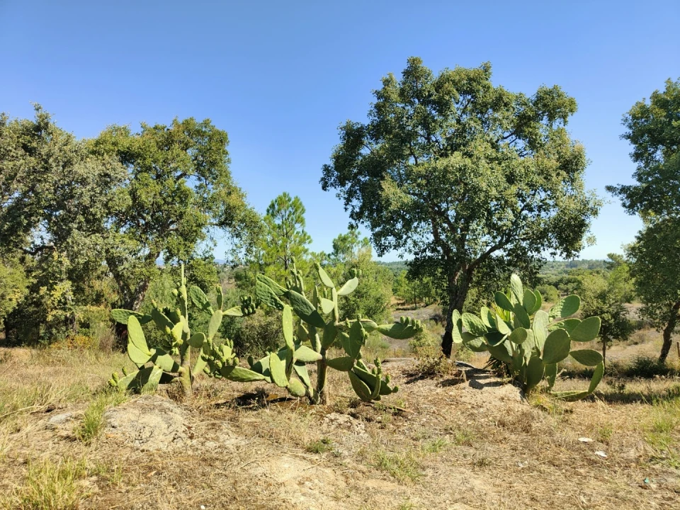 Quinta T4 para Venda em Escalos de Cima e Lousa Foto 53