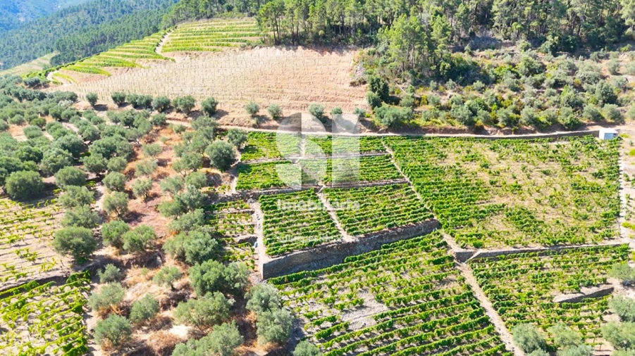 Terreno para Venda em Covas do Douro Foto 1