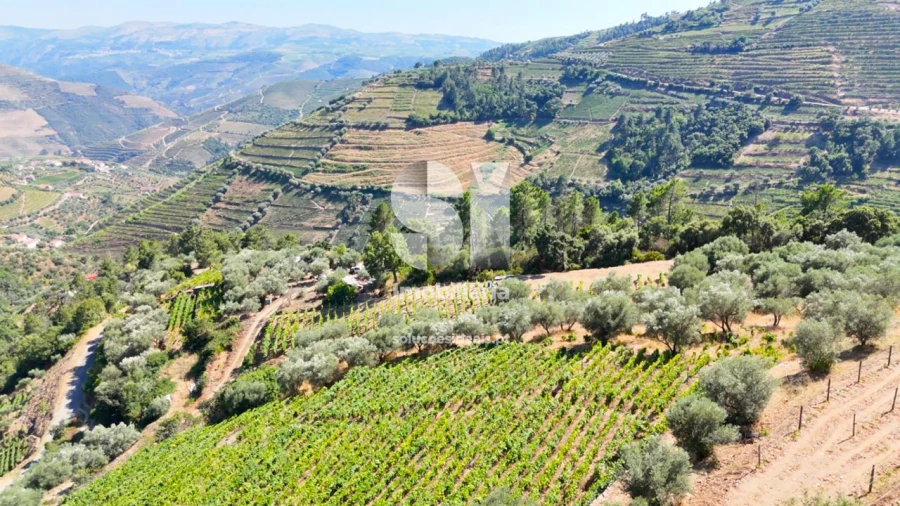 Terreno para Venda em Covas do Douro Foto 4
